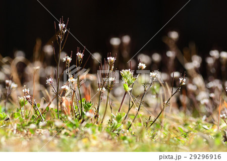 ミチタネツケバナの群生 29296916