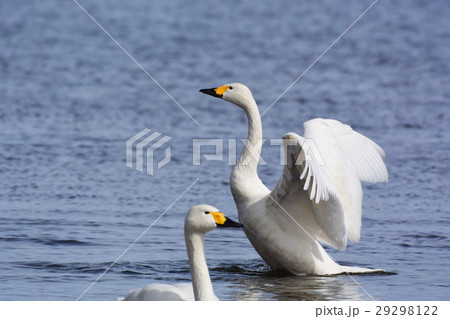 猪苗代湖の白鳥 29298122