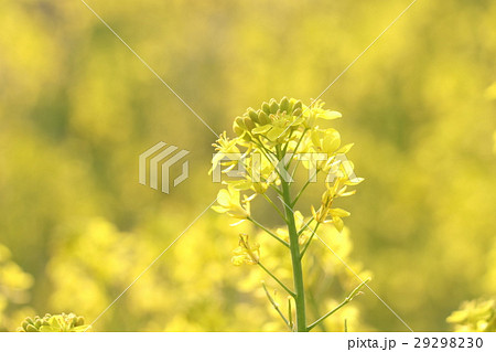 土手の菜の花 29298230