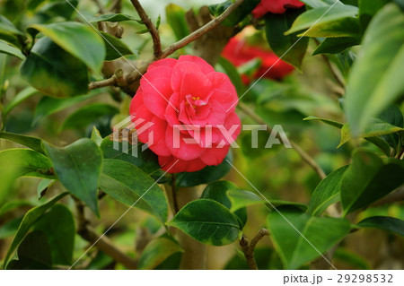 椿・花図巻(千代田五色) 椿・花図巻(千代田五色) 29298532