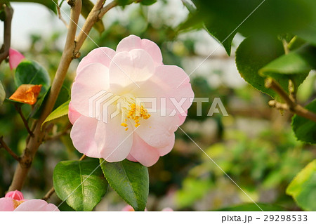 椿・花図巻（桃太郎） 29298533