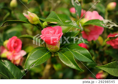 椿・花図巻(菱唐糸) 椿・花図巻(菱唐糸) 29298545