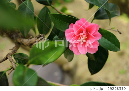 椿・花図巻（菱唐糸） 29298550
