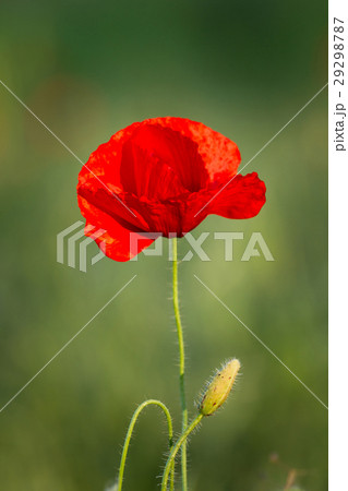 Close up of poppy flower Close up of poppy flower 29298787
