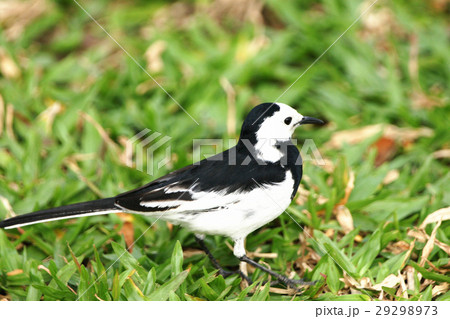 小型 セキレイ科 アクション 29298973