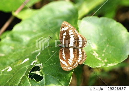 タテハ タテハチョウ科 マダラチョウ科 29298987