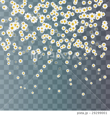 Summer flowers white cute Daisy 29299001