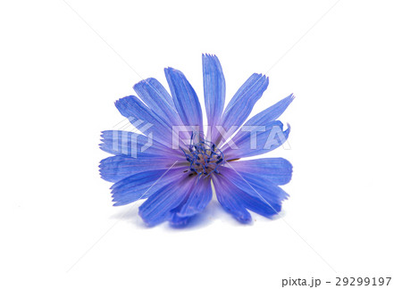 Chicory flower Chicory flower 29299197