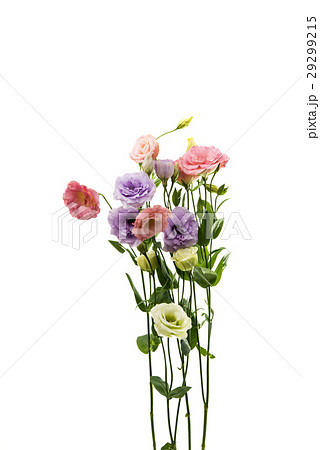 eustoma flower eustoma flower 29299215