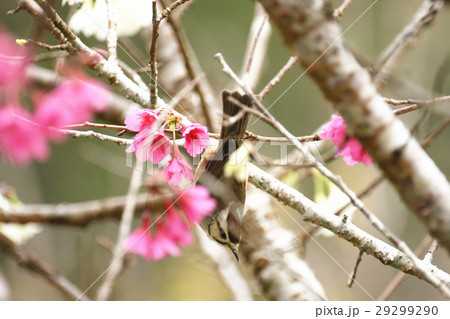 桜 さくら サクラ 29299290