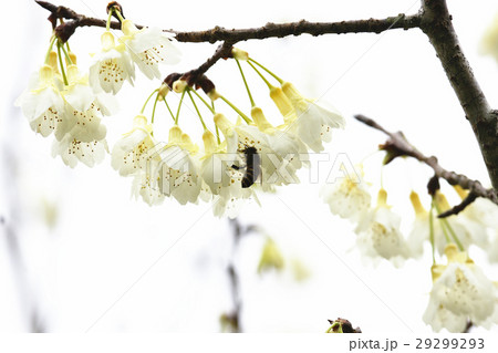 桜 さくら サクラ 29299293