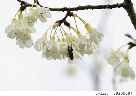 桜 さくら サクラ 29299294