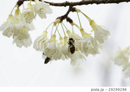 桜 さくら サクラ 29299296