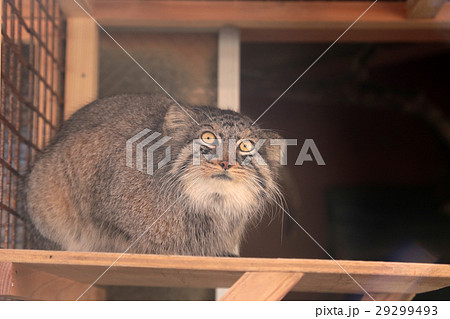 マヌル猫 29299493