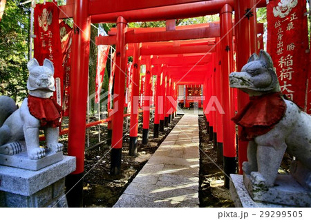 大杉神社 大杉神社 29299505