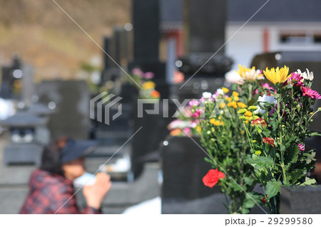 お墓参り お彼岸の供え物の菊の花 お墓参り お彼岸の供え物の菊の花 29299580