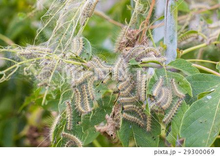 the caterpillars eat the leaves of the plant 29300069