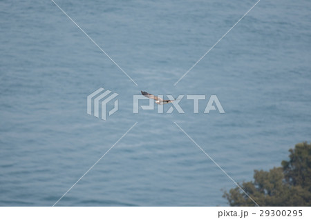 鳴門海峡上を飛翔するミサゴ 29300295