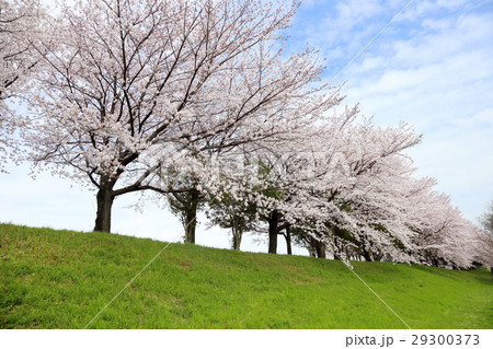 満開の桜 29300373