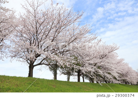 満開の桜 29300374