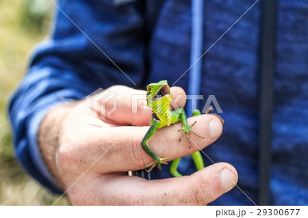 Black lipped lizard or Calotes nigrilabris Black lipped lizard or Calotes nigrilabris 29300677