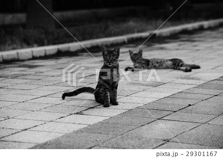 動物 動物学 猫 29301167