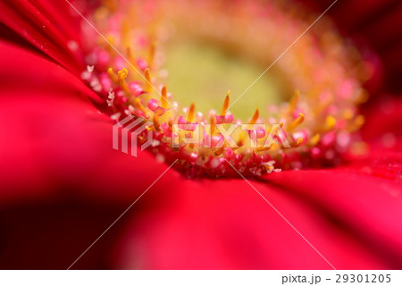 植物 工場 プランツ 29301205