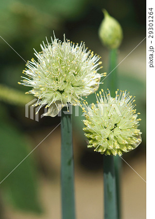 アリウム ネギ属 アリウム属 29301264