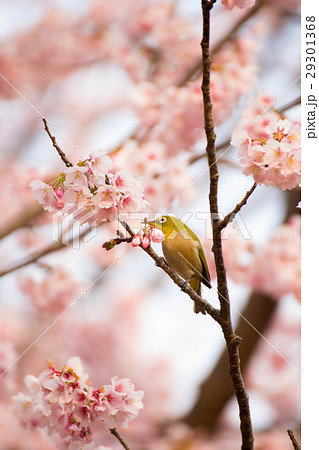 メジロ_河津桜7 29301368