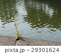 芽吹きの生命力 29301624