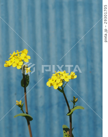 菜の花 春 菜の花 春 29301705