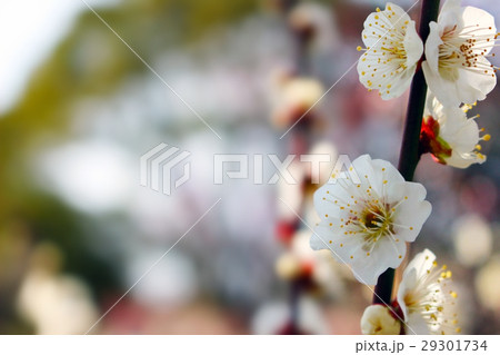 梅の花 梅の花 29301734