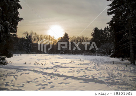 tree on the white background 29301935