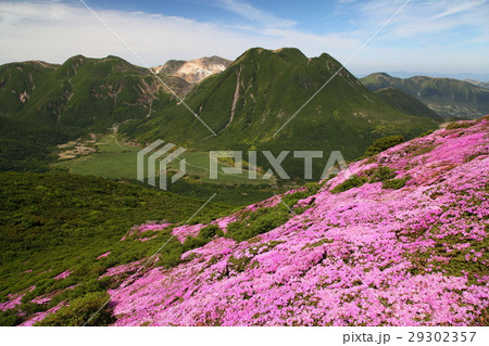 平治岳のミヤマキリシマ 平治岳のミヤマキリシマ 29302357