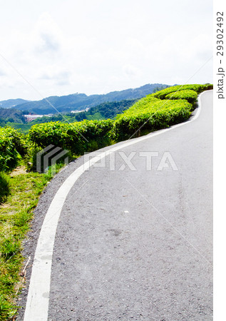 Tea plantations in Malaysia Tea plantations in Malaysia 29302492