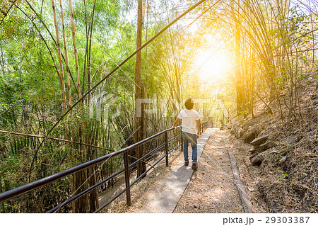 backpacker man look into the sky in bamboo forest backpacker man look into the sky in bamboo forest 29303387