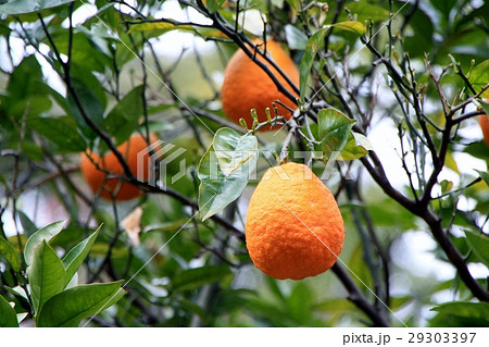 ハルラボン 29303397