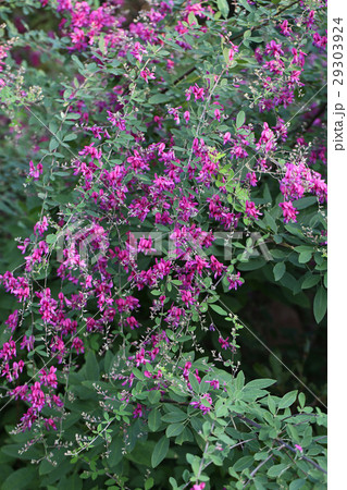 美しい満開のハギの花 29303924