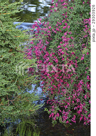 美しい満開のハギの花 29303926