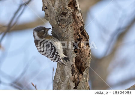 コゲラ 29304093