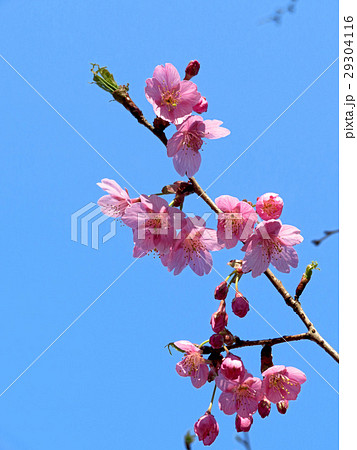 河津桜 河津桜 29304116