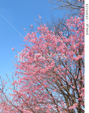 河津桜-さくら運動公園 河津桜-さくら運動公園 29304129