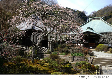 3月　鎌倉59白梅と海蔵寺 29304232
