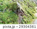 苔 29304361