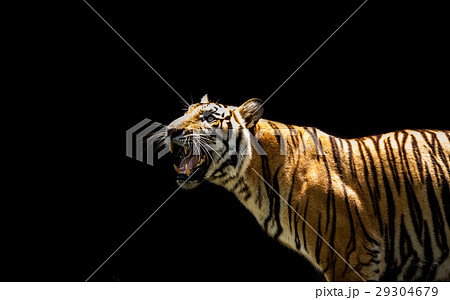 Portrait of a tiger alert at the camera Portrait of a tiger alert at the camera 29304679