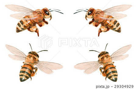 99以上 蜂 イラスト リアル あなたのための動物の画像