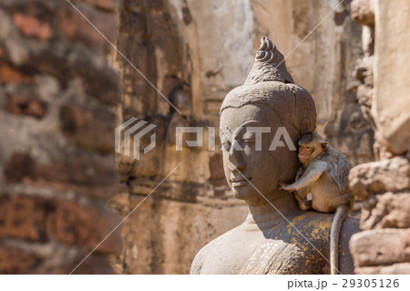 Buddha image with monkey in the ruined ancient. 29305126