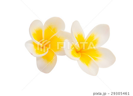frangipani flower isolated frangipani flower isolated 29305461
