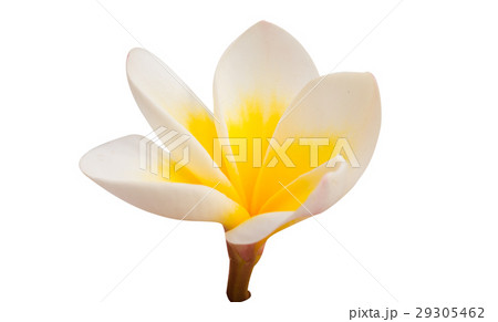 frangipani flower isolated frangipani flower isolated 29305462