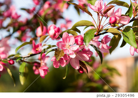 flowers on apple tree in spring 29305496